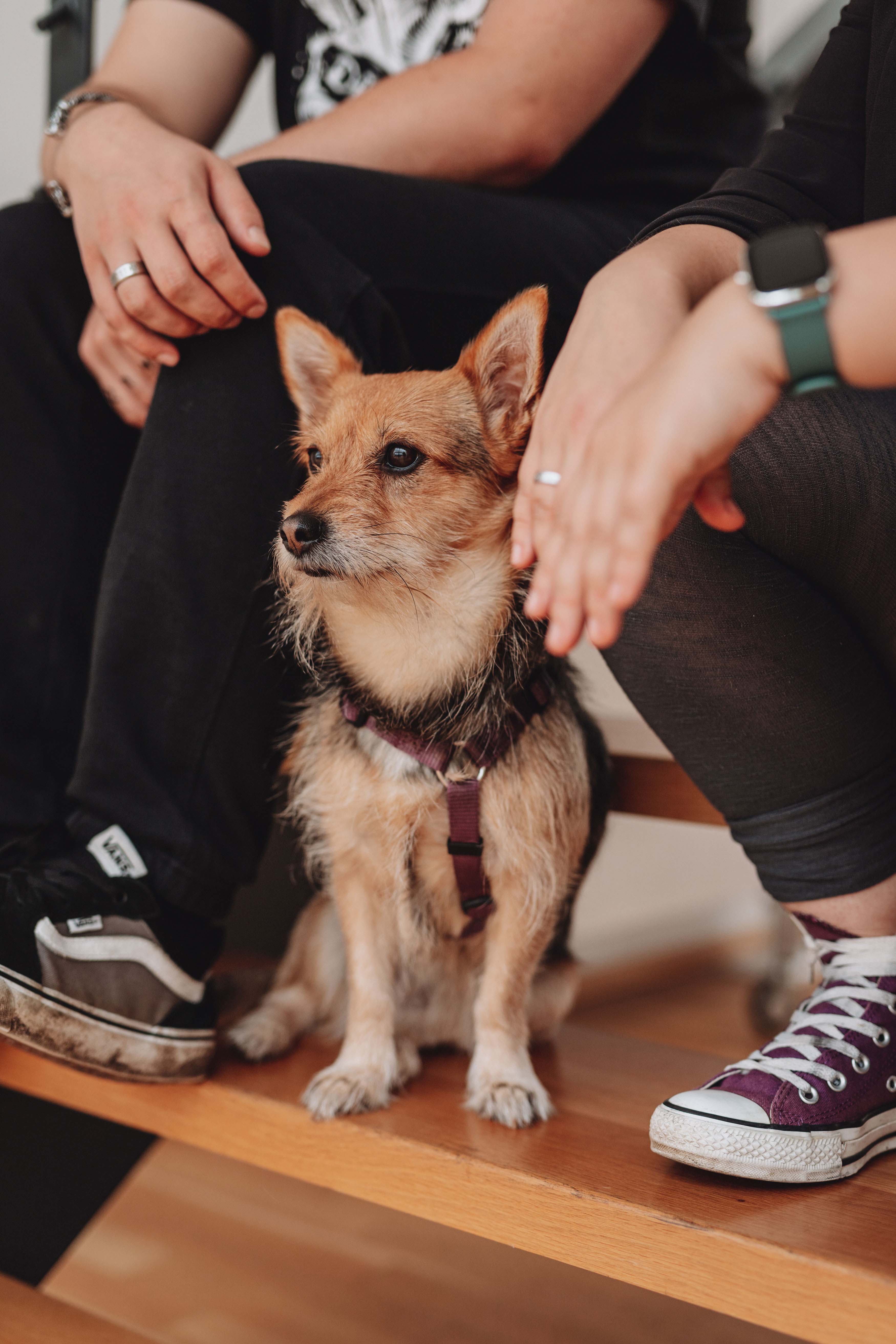 Ein hellbrauner, mittelgroßer Hund sitzt zwischen den Füßen mehrerer Menschen.